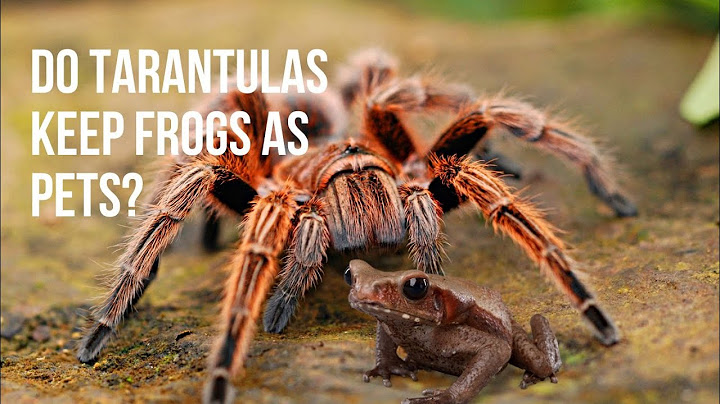 Do Tarantulas Keep Frogs as Pets? Exploring an Unusual Friendship in the Animal Kingdom