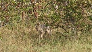 A Side-striped jackal (witkwas jakkals) between Phalaborwa gate and Letaba camp in The Kruger.