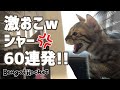 【激おこｗ】ベンガル猫の、シャー!!60連発 （動画説明欄をご覧ください。）【ベンガルロケット】