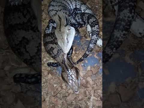 camera iphone 8 plus apk My blue tongue skinks breeding!!!