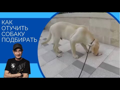 Как отучить собаку подбирать(Один из способов)