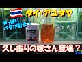 【ベタ飼育 302】嫁さん登場？ SUMA Detox Bioの使用法を詳しく解説！ 色々と使い勝手が良さそうな感じ？