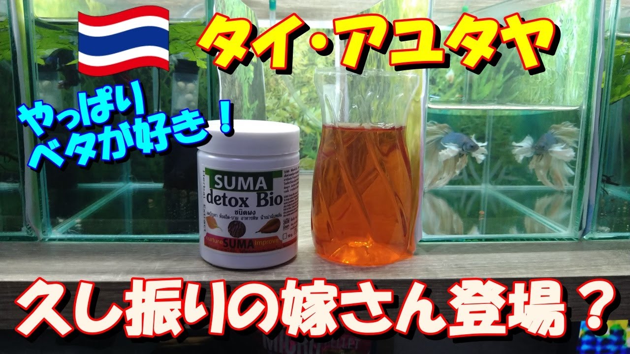 ベタ飼育 302】嫁さん登場？ SUMA Detox Bioの使用法を詳しく解説