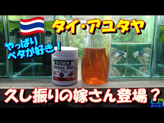 ベタ飼育 302】嫁さん登場？ SUMA Detox Bioの使用法を詳しく解説