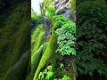 Hara Bhara jungle