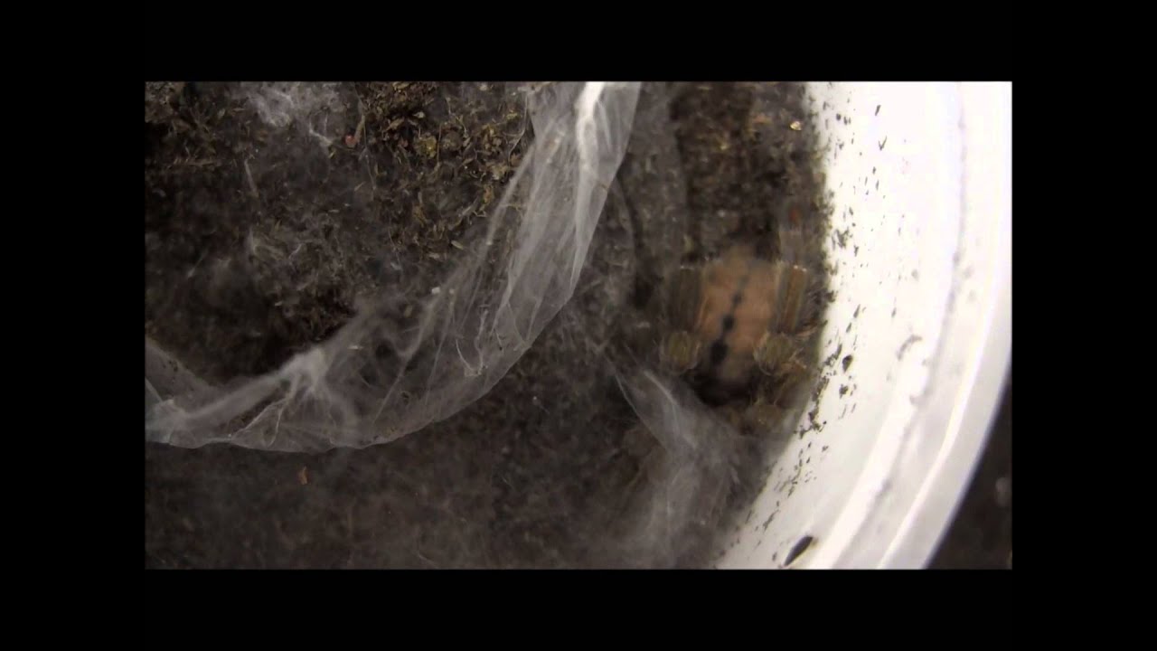 scorpion mortal kombat Medium Trinidad Chevron Tarantula
