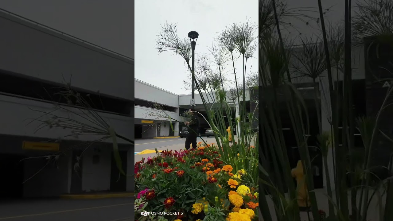 Flowers in Canada 🌸💐🌺🌹