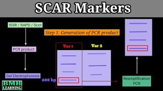 Scar Marker Sequence Characterized Amplified Region Design Development Of Scar Markers 