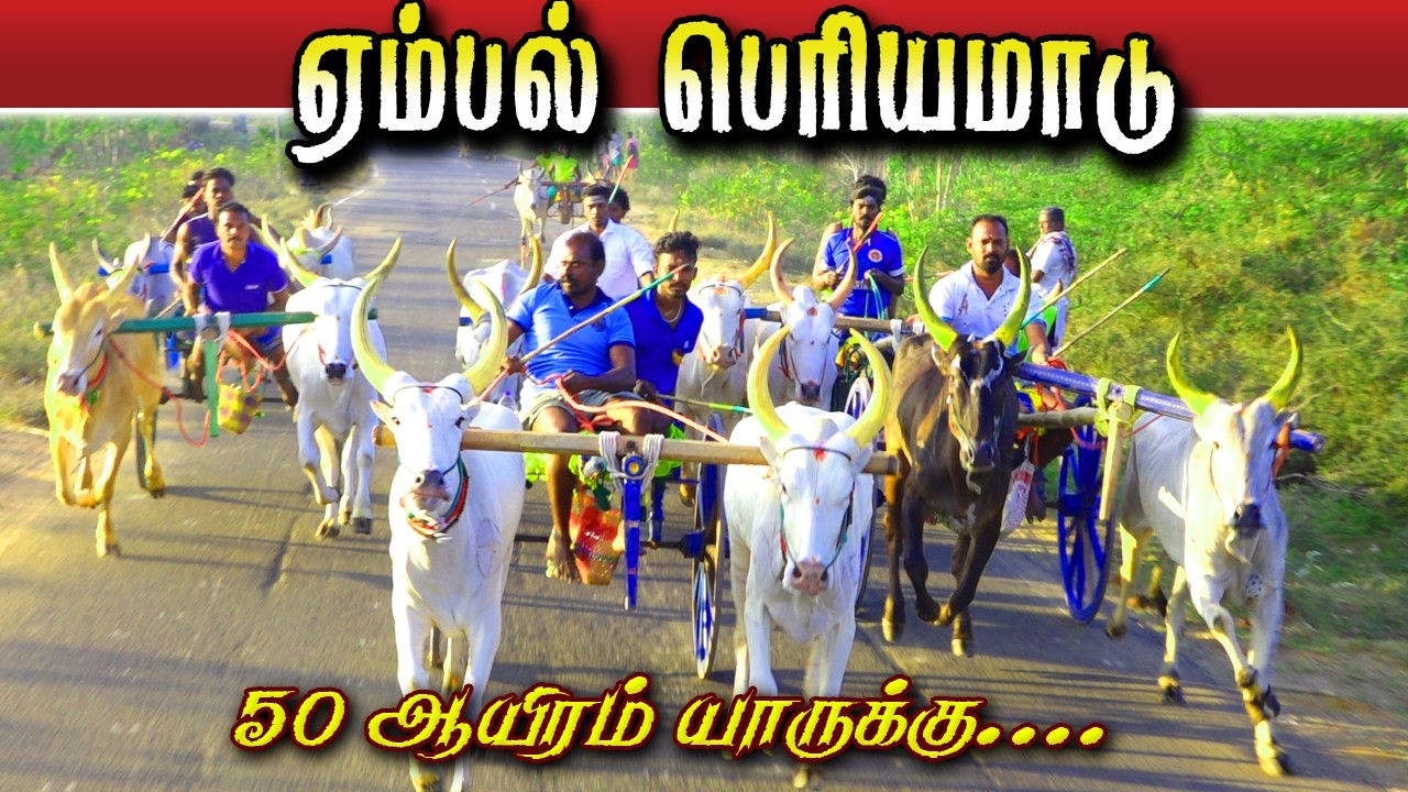ஏம்பல் பெரியமாடு 04/03/2026