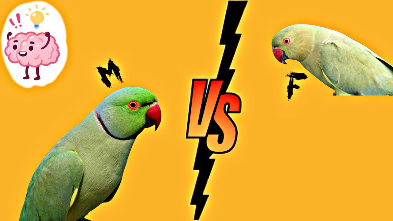 How to Identify Male and Female differences in Ring Neck Parrot YouTube