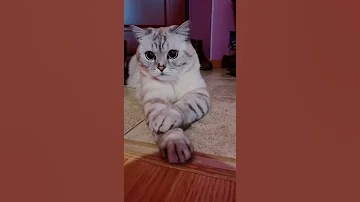 Можно ли кошкам рыбу.