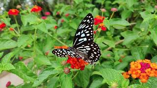 Morning boost energy, Butterfly, Birds - good mood relax and work, Being active and dynamic