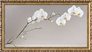 White Orchid Framed Art | 2 Hours | Elegant TV Wallpaper | Calm Ambience 4K screenshot 4