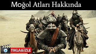 Moğol Atları Hakkında İlginç Bilgiler - Mavi Tube