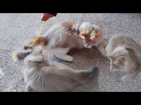 kawaii emoticons Kitten, Round and round rotation, Cat turning the eyes / Cat house in Tokyo Japan