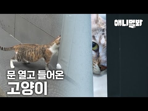 미용실 문 따고 눌러앉은 고양이 등장🐱ㅣCat Made Hair <strong>Salon</strong> Her House🐱