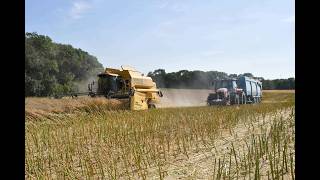ETA Lambert et fils a la moisson du colza avec une New Holland TX-68plus