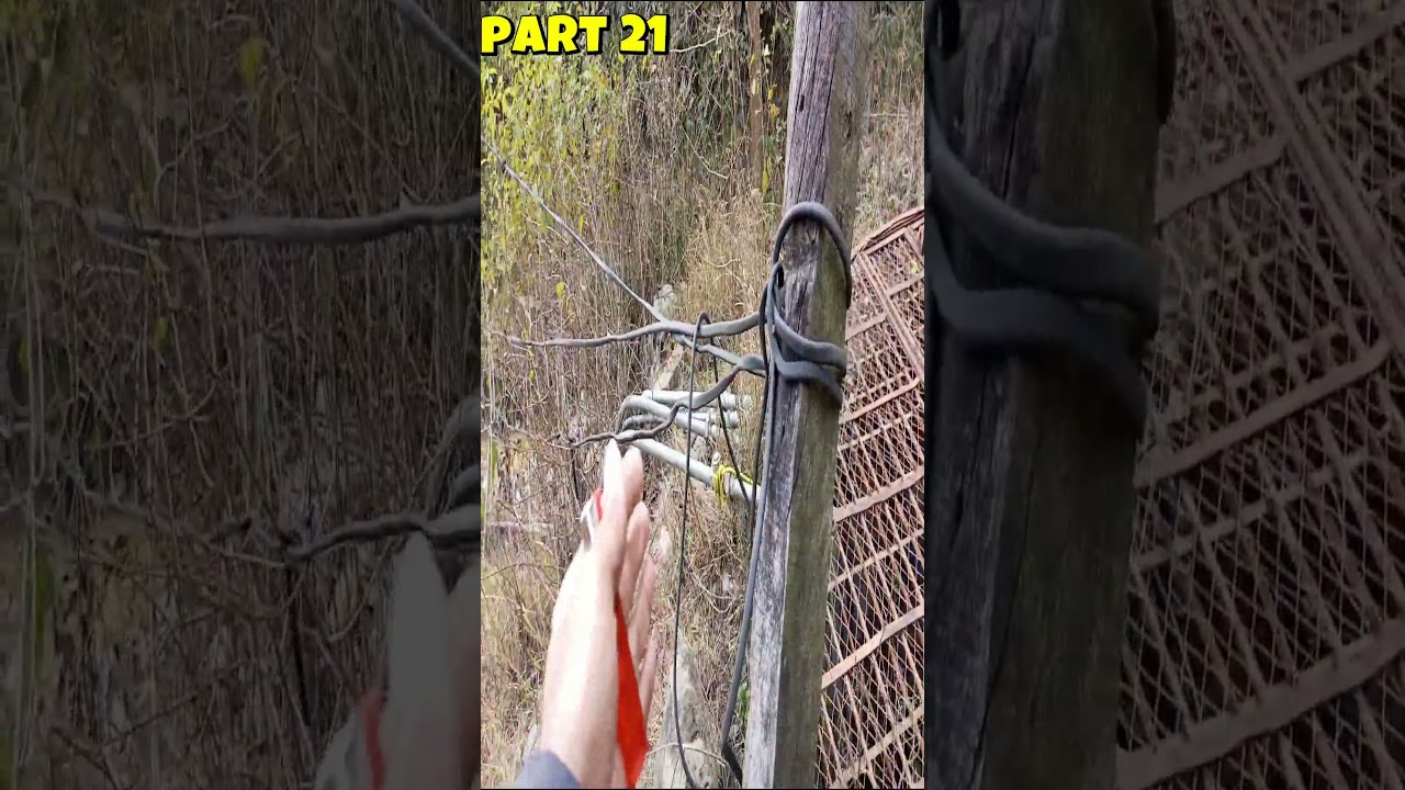 Jungle Tour with Childhood Stories | Aunty House Visit and Old Mango Tree