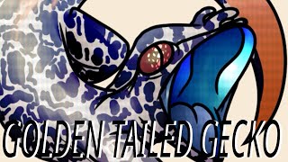 Herp Corner Episode 9; Golden Tailed Gecko [Strophurus Taenicauda]