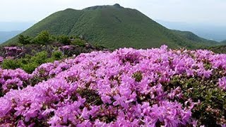 初夏を彩るミヤマキリシマ