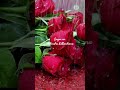 Roja Roja song tamil whatsapp status #90severgreen #lovesong #lovefeeling #lovestatus