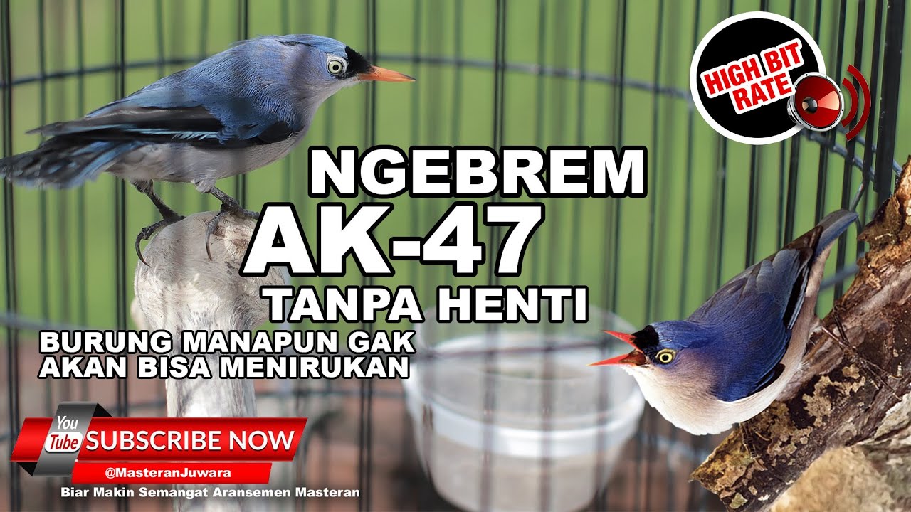 🔴 Rambatan Paruh Merah Gacor Suara Kristal Full POWER Speed Rapat 
