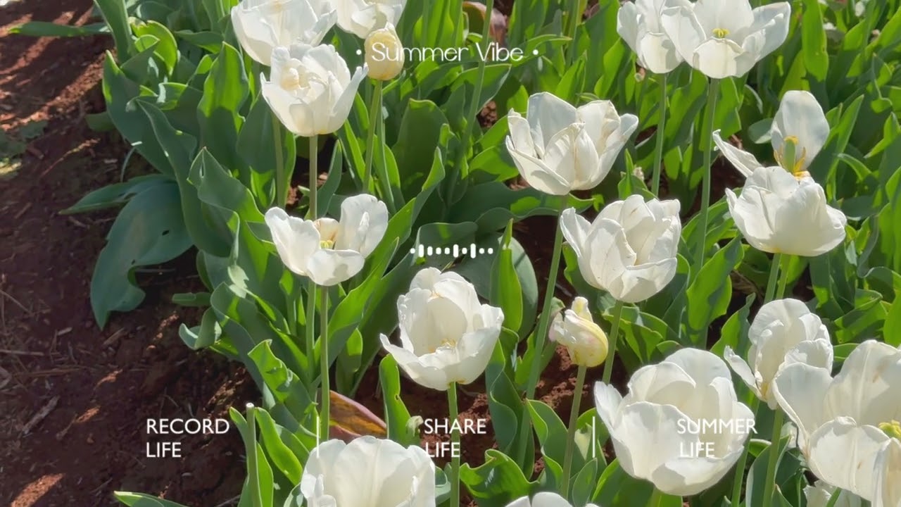 20231018 Table Cape Tulip Farm 4K