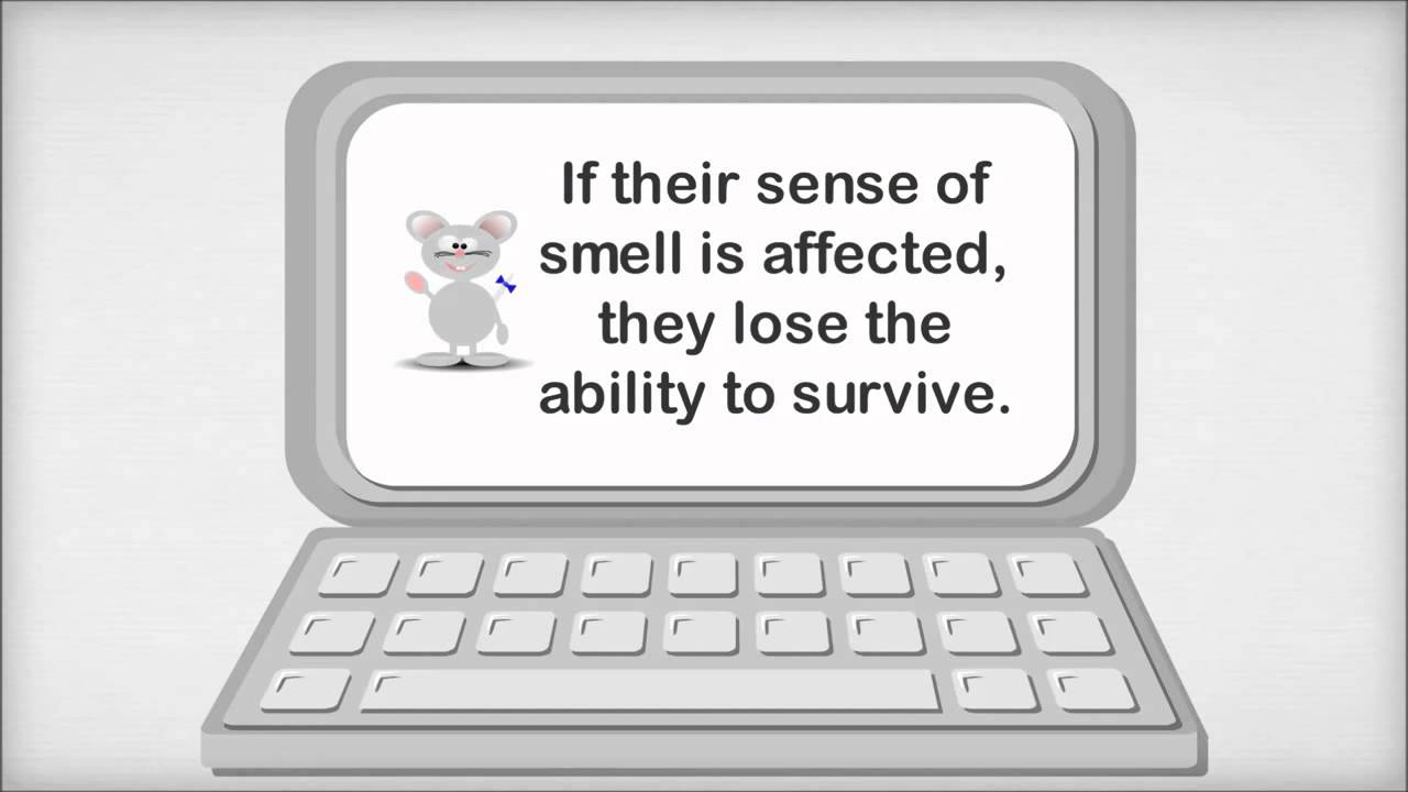 How to Keep Mice Away YouTube