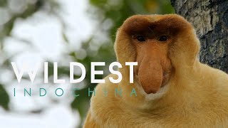 Malaysia Freaks Of Nature 4K