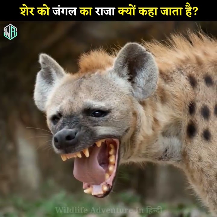 शेर को जंगल का राजा क्यों कहा जाता है?🤔 Why The🦁Lion Is Called The King Of The Jungle