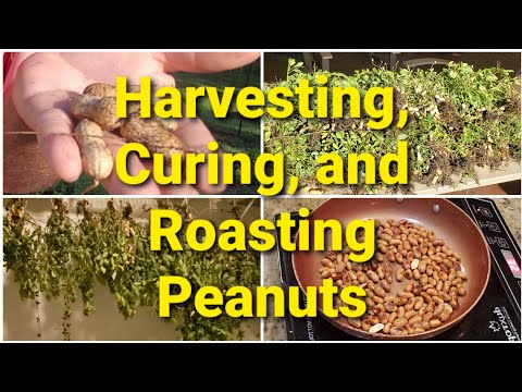 Harvesting, Curing, and Roasting Peanuts