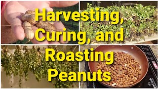 Harvesting, Curing, and Roasting Peanuts