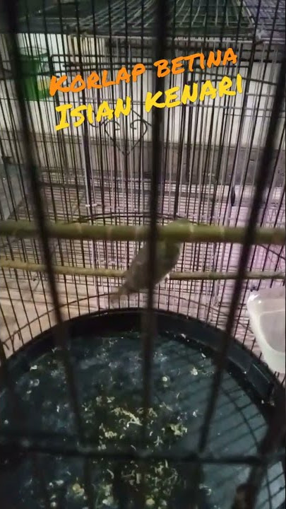 Kolibri Kelapa/Manggar Isian Kenari