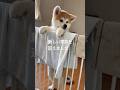 家族が増えました #秋田犬