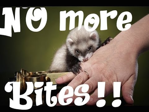 Video: Cara Pet Ferret