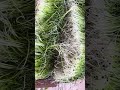 From Seed to Harvest: Onion Microgreens