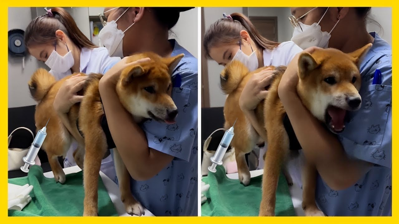 🐕💉Animal's Dramatic Reaction at the Vet 😂 Funniest Animal Moments