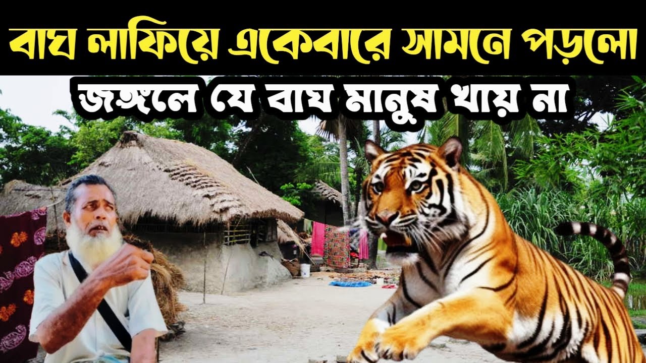 বাঘের দিকে টর্চ ফেলতেই বাঘ লাফিয়ে পড়লো || Sundarban Tiger In The Locality