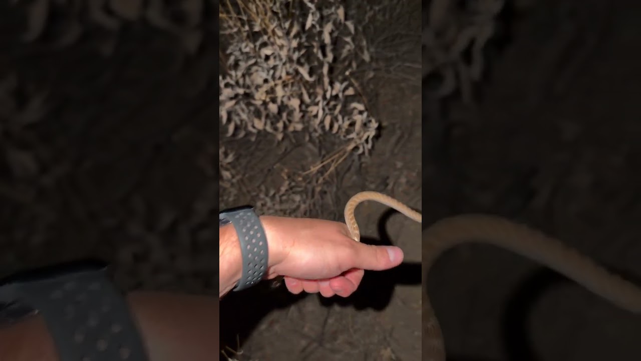 Austin found a Nightsnake inside an Ahwatukee house in mid-June, a tale as old as time itself. This