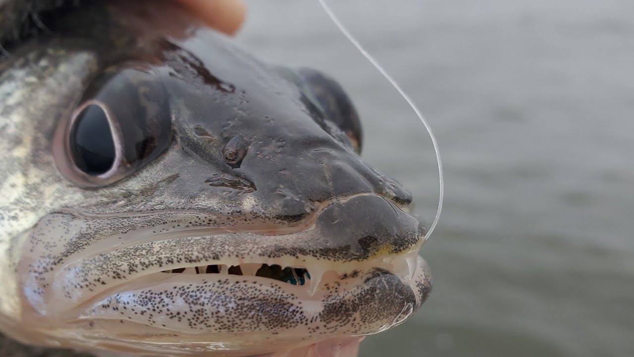 Oneida Lake Fishing Report WEDNESDAY 111622 YouTube