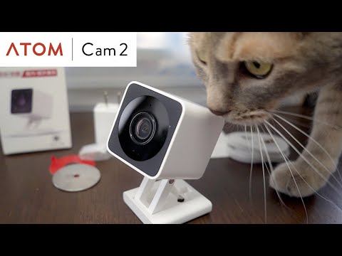 【猫部屋24時】定点観測される猫達 | ATOM Cam 2 | #モアクリ Vlog059