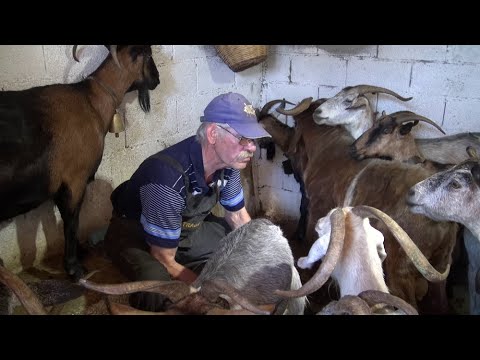 Βίντεο: Μπορείς να εκτρέφεις κατσίκες με τον ίδιο πατέρα;