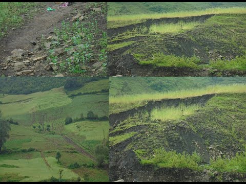 ቪዲዮ: በዕፅዋት ላይ የሚውል ቡና - እፅዋትን በቡና እንዴት ማጠጣት እንደሚቻል