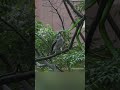 Hunter becomes the hunted 😳🐍🦅 #indianwildlife #predatorvsprey #nature