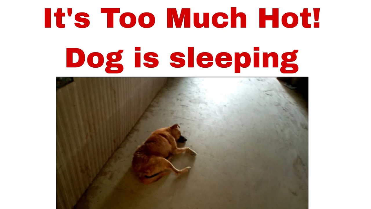 It's too much hot! Dog is sleeping informationhousecentre4496 YouTube