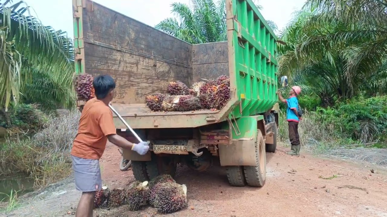 Lumayan Hasil Panen hari ini