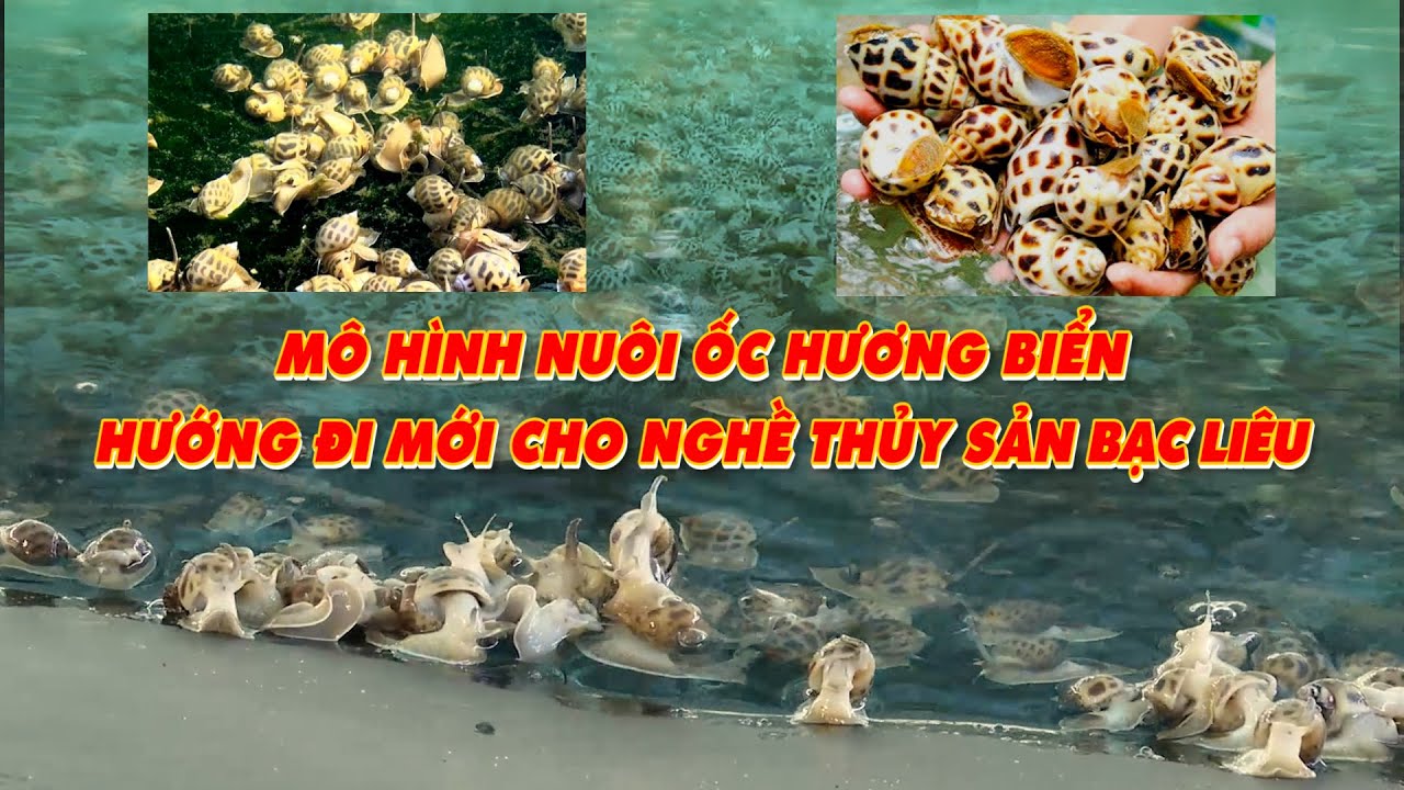 Mô hình nuôi ốc hương biển - Hướng đi mới cho ngành thủy sản Bạc Liêu