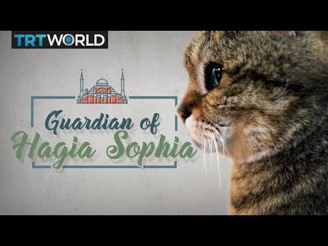 Video: Questo Gatto Ha Vissuto A Istanbul Hagia Sophia Per 14 Anni