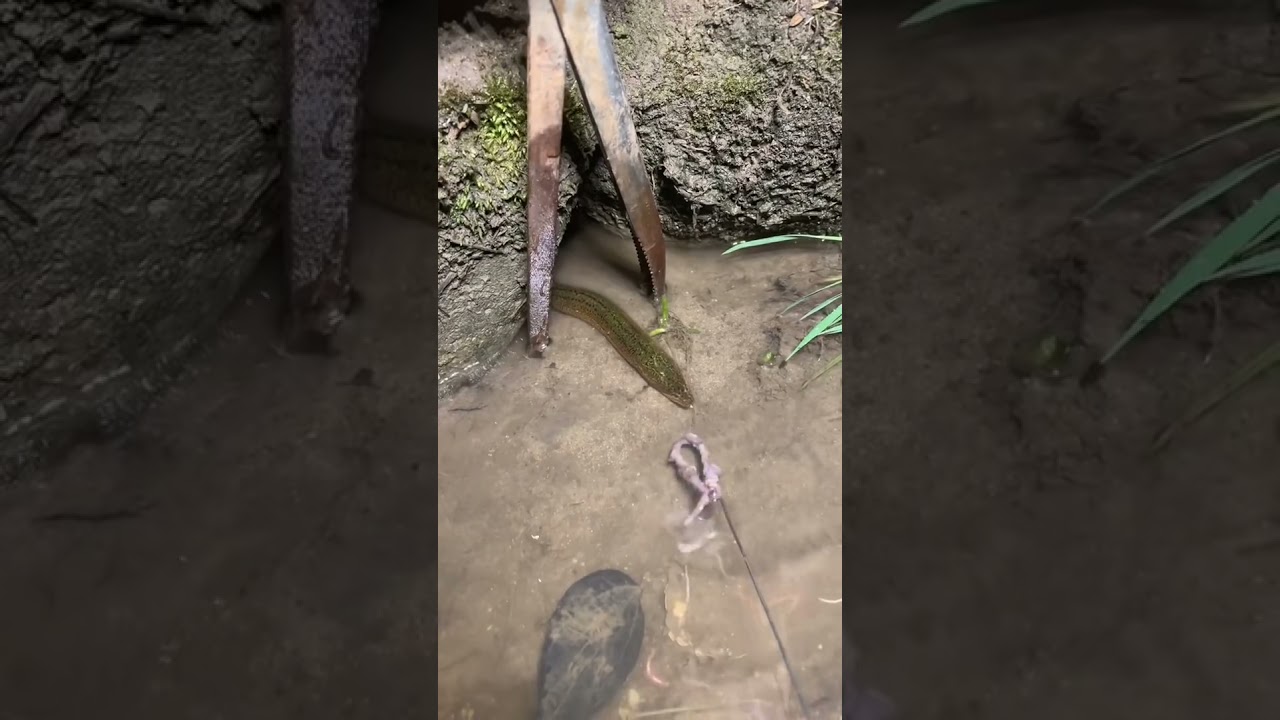 Use tongs to catch eels at night😱 