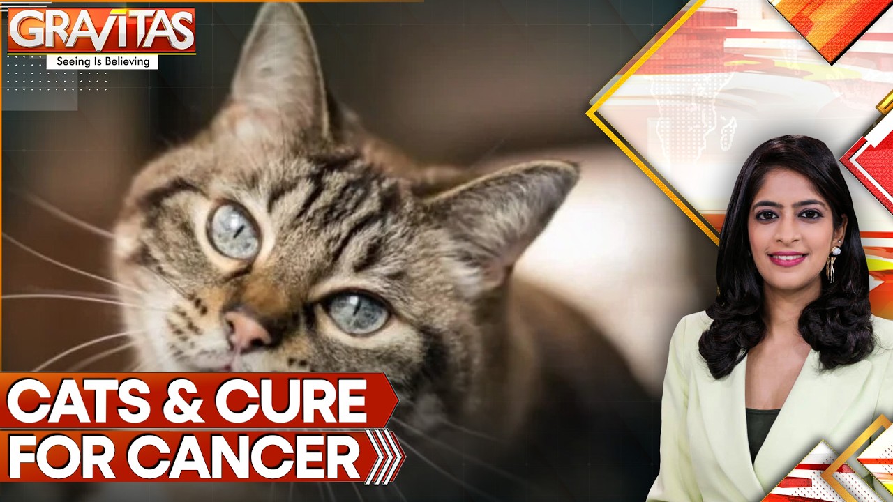 Cats as Cancer Research Models